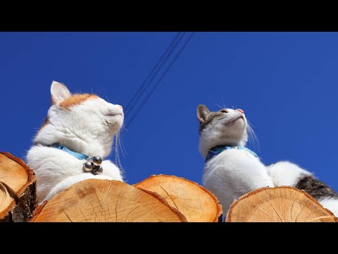 猫の動画サムネイル - 青空のちろとさばじろう　250518
