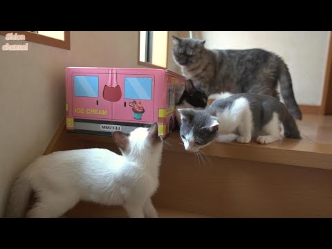 階段から下りられなくなった子猫を心配して駆けつける猫たち
