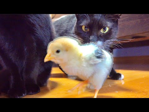 猫の動画サムネイル - スーパーのヒヨコに猫が興奮してた