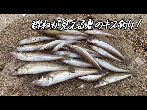 夏のキス釣り！足元のキスの群れ＠釣りに行こうか
