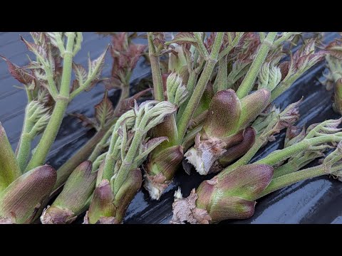 キャンプ場でタラの芽の天ぷら作るぞー【LIVE】