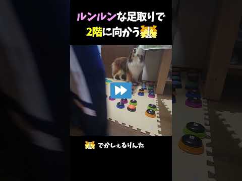 ルンルンな足取りで2階に向かうシェルティ【会話ボタンでしゃべる犬】 #shorts #dog #犬