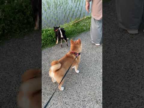 柴犬のストーカー #柴犬 #shibainu
