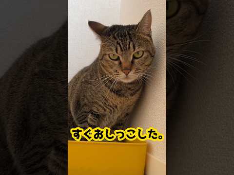 非常時に備えて練習中。猫トイレは深さに注意 #保護猫 #cat #避難訓練  #shorts