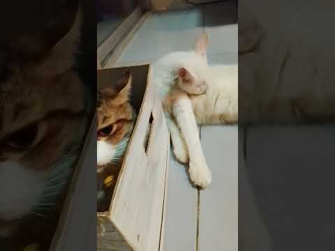 #ห้องนอนส่วนตัวของทิกเกอร์😹😹😻🤣