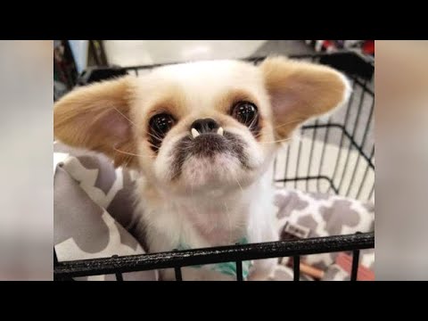 LOL can you BELIEVE THESE VIDEOS? - Most HILARIOUS DOGS