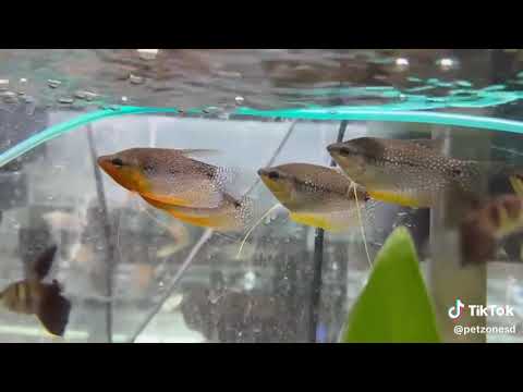 The Pearl Gourami The Pearl Gourami is a peaceful, beautifully patterned labyrinth fish from Southeast Asia, known for