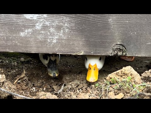Peeking Call Ducks!