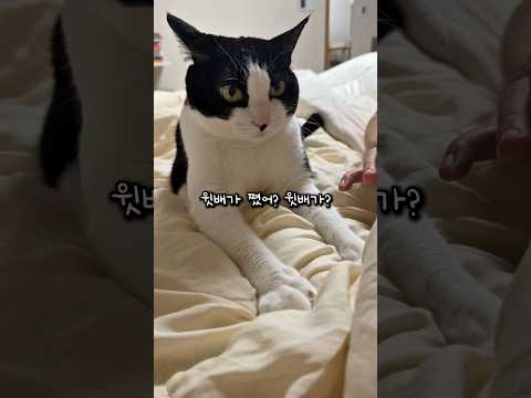 살 빼라고 눈치 주는 고양이