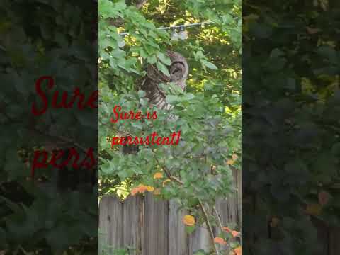 is today the day? owl always on the hunt...stops by most days