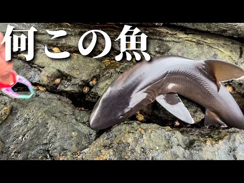 沖磯で飲ませ釣りをしていたら謎の魚が釣れた。