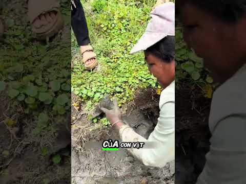 Cả làng bắt tìm gặp hang lươn khủng