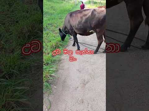 හිමිදිරි උදැසන ඇන්නේය 🤣👀