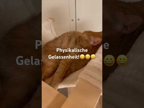 #katze #cat #cats #catvideos #2025 #germany