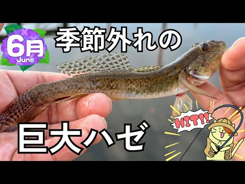 【6月の東京湾奥】季節外れの巨大ハゼ！初夏のデキハゼ釣りに“おヒネ様”が降臨