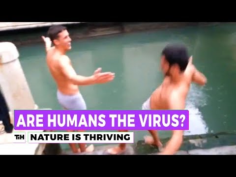 Nature Is Thriving. Are Humans The Virus?