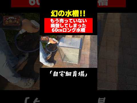 【廃盤水槽】もう売っていない「ニッソー」の幻の水槽#shorts