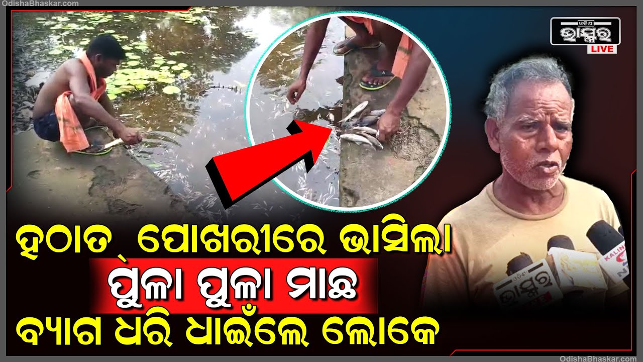 ପୋଖରୀରେ କୀଟ-ନାଶକ ପକାଇ ଲକ୍ଷ ଟଙ୍କାର ମାଛକୁ ମାରିପକାଇଲେ ଦୃର୍ବୁତ୍ତ..ପୋଖରୀ ତୁଠରେ ମୁଣ୍ଡରେ ହାତ ଦେଇ ବସିଲେ ଚାଷୀ