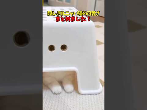 猫の動画サムネイル - お尻隠して猫無くせず… #猫 #cat #cats #cute