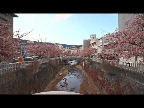 (Out of focus) Early Sakura Bloom in Atami, Shizuoka - A Walk Through a Seaside City • 4K