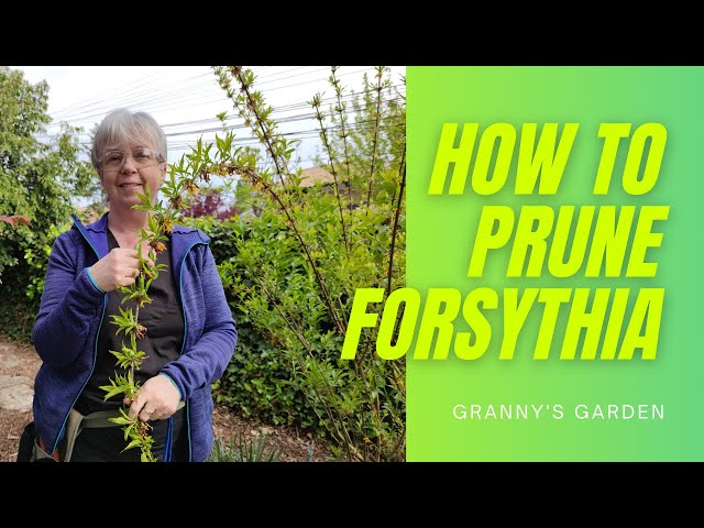 How to Prune Forsythia for a Beautiful Spring Bloom - HayFarmGuy