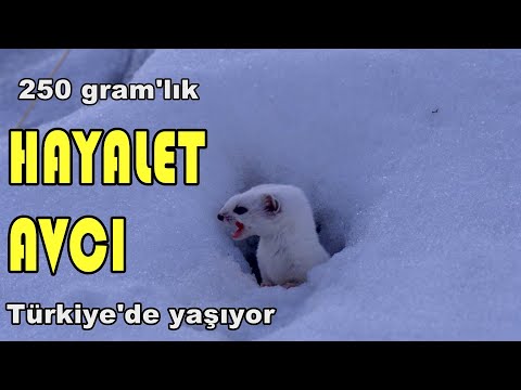 HAYALET AVCI Türkiye'de yaşıyor