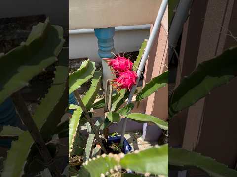 ড্রাগন ফল গুলো তোলার সময় হয়ে এলো🤗 #shorts #youtube #youtubeshorts #dragon #ড্রাগন