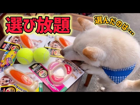 柴犬、やっぱりコレが好きw