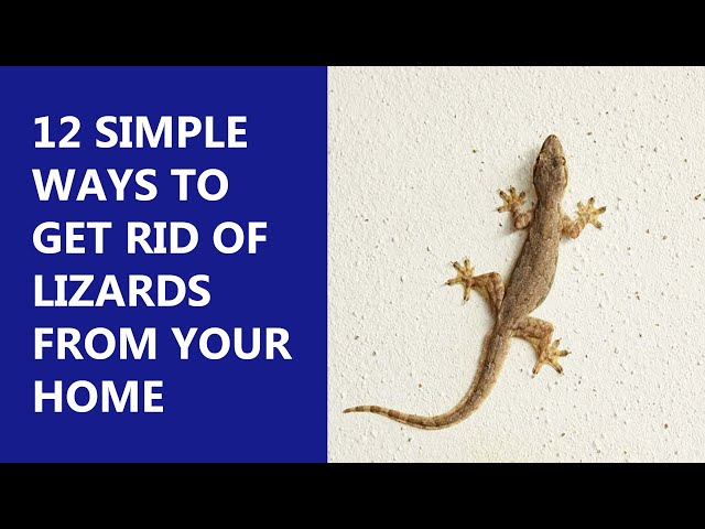 How to Get Rid of Lizards Without Killing Them
