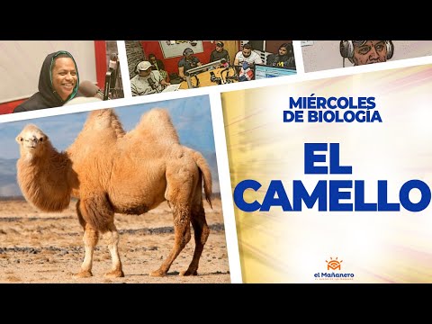 EL CAMELLO - Miércoles de Biología