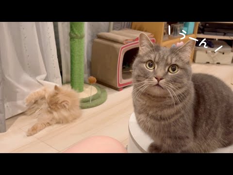 猫の動画サムネイル - “うーん”って鳴く猫...可愛すぎない？