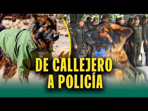 Lealtad absoluta: Perrito Rex es incorporado a la Policía tras apoyar en operativos policiales