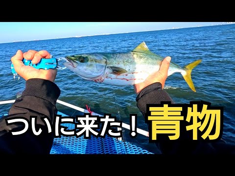 ついに来た！ルアーで青物、釣れたルアーは?