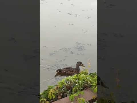 Duck 🦆 #duck #fyp #fypシ゚viral #fyp #nature