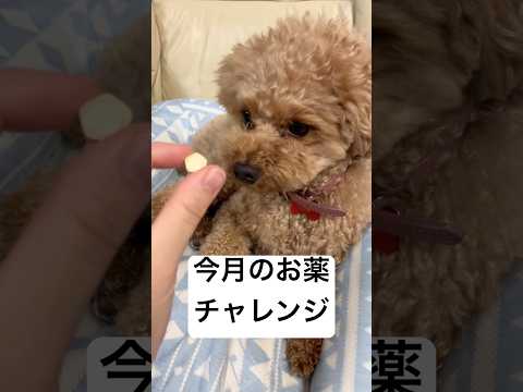 【トイプードル】10月のお薬【予防薬】#トイプードル #トイプー #プードル #toypoodle #犬のいる生活 #犬のいる暮らし #かわいい