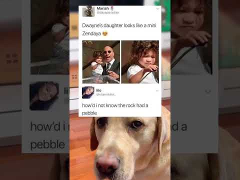 #memes #story #dog #shorts #pets