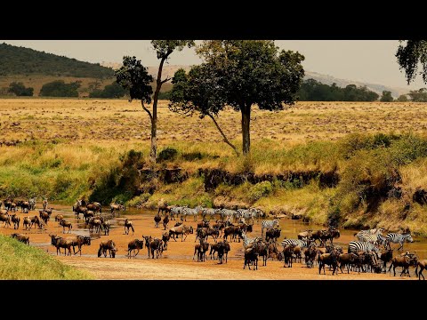 The Great Migration: Paying tribute to nature's splendor