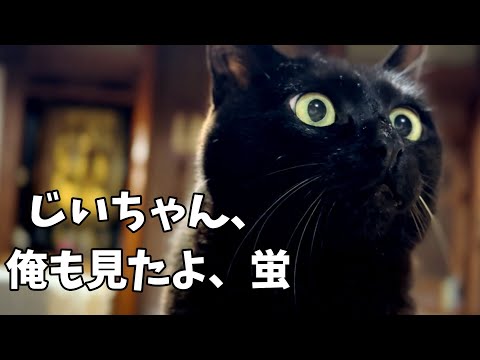 帰ってきた蛍 Fireflies Returned to Our Yard!