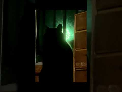 天と花火 A Cat and the Summer Fireworks