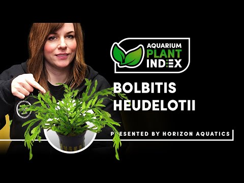Bolbitis heudelotii Epiphyte Plant Care & Tips for Bolbitis heudelotii Epiphyte Plant Care & Tips for Freshwater Aquariums & Aquascaping

Looking to ad