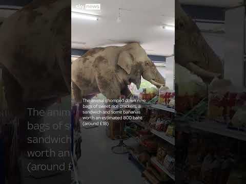 Hungry elephant storms shop