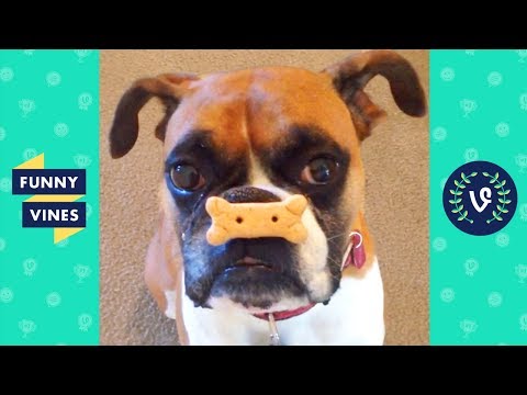 TRY NOT TO LAUGH - TOO CUTE! Funny Pets & Animals
