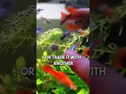 Propagating Anacharis is EASY www.bishopaquatics.com

Looking for a hardy, beginner-friendly aquarium plant that grows fast, fight