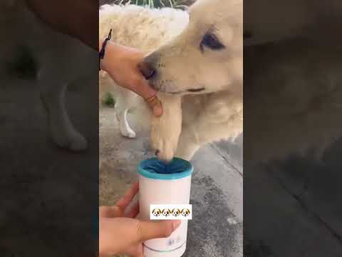 uespiiiii.1115 funny video 😂😂😂 | Mr Uekusa Best TikTok 2025 December #shorts