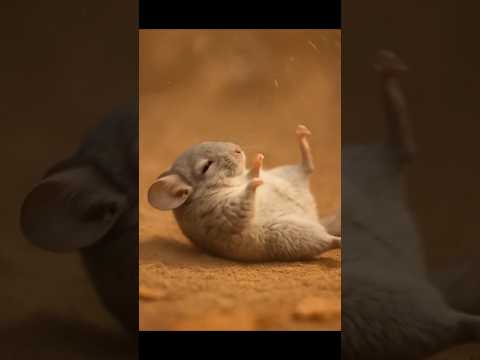 Chinchilla’s Dust Dance #ai #aishorts #shortsfeed #trending #cute #funny #shorts #serotonin #aiart