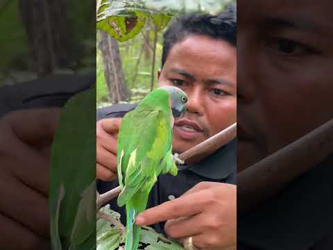 Survive 03: Simple and Useful #wildlife #cutebirds #nature #parrotlet #birds #parakeet #parrotday
