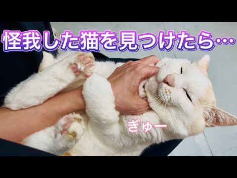 怪我した猫を見つけたときの対処法と知っておきたい補助金について【先生とほっぺ太郎】