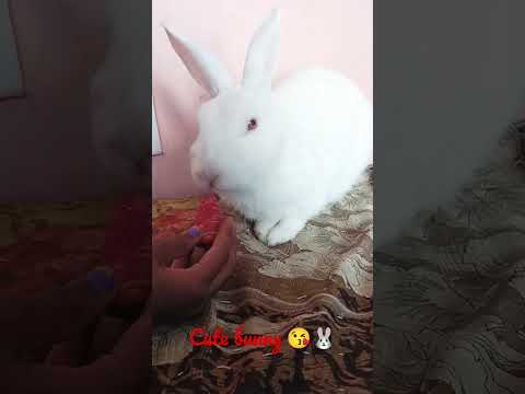 Aliza 😘🥰cute doggies🥰😍 loves pet ☺🥰#shorts #ytshorts #animals #trending #dog#puppy#rabbit