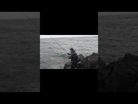 九州ロックショア、春マサ16.5kgの釣果をプレイバック!! 2025年春、開発・西島が釣り上げた16.5kgの長崎ヒラマサ釣行。#春マサ #ヒラマサ #ロックショア #ウォータードライブ #DUEL