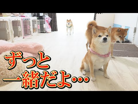 わずか数分の留守で泣きじゃくり、帰って来ると大喜びする愛犬達の姿に、胸が熱くなりました。